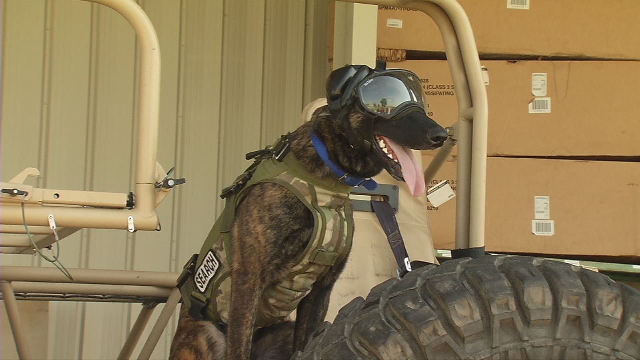 Callie, the Department of Defense's only search and rescue dog